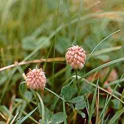 Strawberry Clover